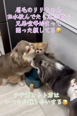2匹の犬の間に挟まれる犬