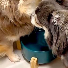 『お水を飲んでただけなのに…』犬2匹のケンカが勃発→挟まれたワンコが『助けて』と…あまりにも切実な表情に反響「困ってるw」「可愛すぎ」