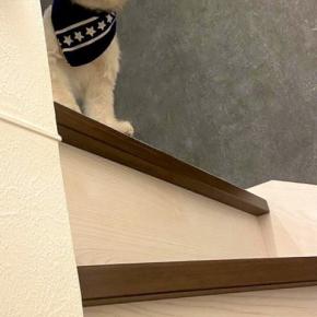 仕事のため、家を出ようとした結果→ふと階段を見ると『犬』が覗いていて…外出したくなくなる『表情』に悶絶「めっちゃ可愛い」「なんて罪な顔」