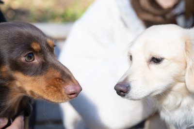 見つめ合う2匹の犬