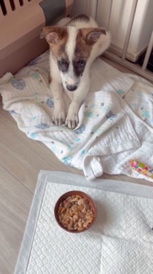 伏せをして飼い主を上目使いに見上げる子犬