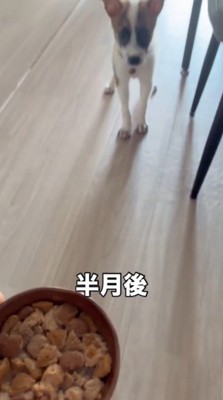飼い主が持っている器を見つめる子犬