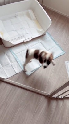 くるくると周りながらサークルの中に入る子犬