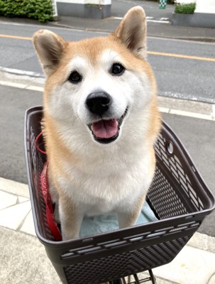 ニコニコ