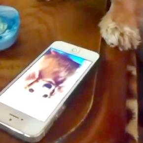 先住犬が亡くなり、悲しむ犬→スマホで『生前の映像』を見せてあげた結果…『まさかの光景』が19万再生「なんて切ない…」「覚えてるんだね」