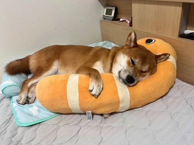 人間のように抱き枕を抱えています！