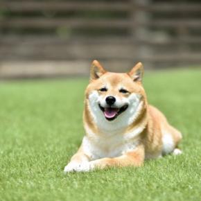 犬の『機嫌がいい』ときにみせるサイン5つ　愛犬を喜ばせるために飼い主にできることまで