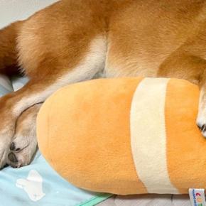 家にいる高校生の息子からLINE→『犬の写真』が送られてきたので確認したら…愛おしい一枚に2万いいね「使いこなしてるｗ」「幸せそうな顔」