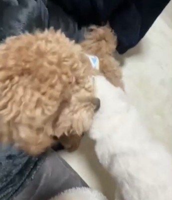 背中を撫でられる犬