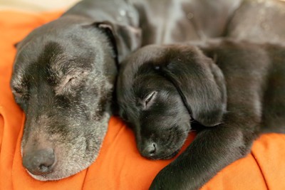 寝ている老犬と子犬
