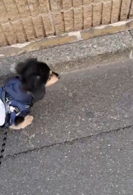 調子のいい日にはお散歩