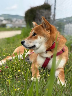 動く気ゼロの姿も可愛い