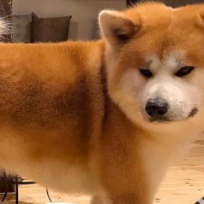 秋田犬の抜け毛対策で『ストッキング』を履かせたら→ピチピチになってしまい…まさかの『美脚すぎる光景』に反響「笑い止まらん」「違和感なくて草」