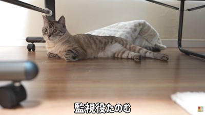 「ちゃんと頑張ってるかな?」と監視中