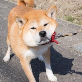 犬が『突然動かなくなる』心理4選　固まってしまう原因や注意が必要な状態まで