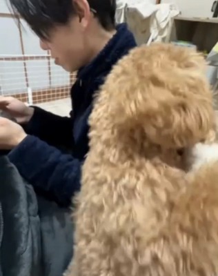 立ち上がる犬
