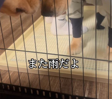 わんこにカッパを着せたら…