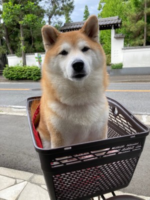 別犬