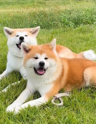 もちろんお散歩も一緒!!