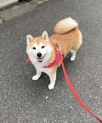 普段