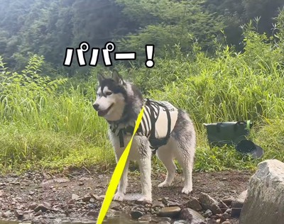 川辺から川に浮かんでいる男性を見つめるハスキー犬