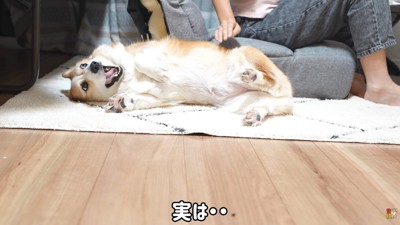 撫でろハラスメントを続けるはなちゃん