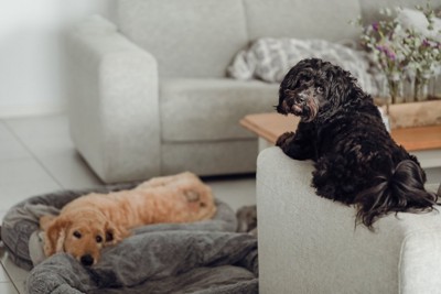 寝ている犬、ソファーのふちにいる犬