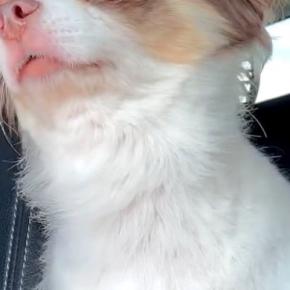 スーパーへ買い物に行った結果→車でお留守番していた犬が…今にも泣きだしそうな『表情』が33万再生「寂しいね…」「うるうる顔たまらん」