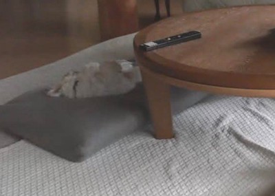 お留守番カメラを確認したら…