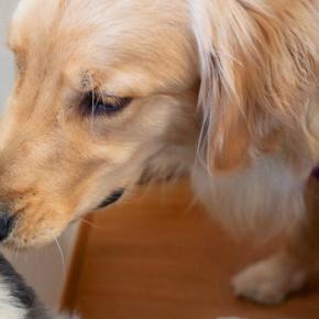 生まれて初めて『大型犬』と接触した小型犬→想像以上にビビってしまい…100点満点な『表情』に1万いいね「壁になるの草」「アザラシすぎる」