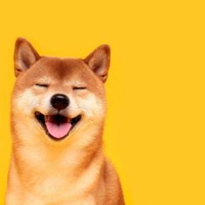 犬に『感謝の気持ち』を伝える方法5選　ありがとうを伝えるために飼い主が意識すべきポイントとは？