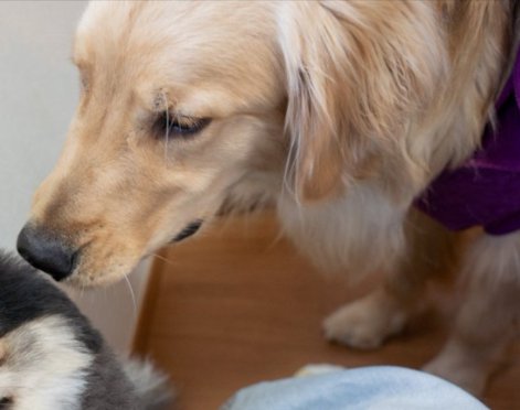 生まれて初めて『大型犬』と接触した小型犬→想像以上にビビってしまい…100点満点な『表情』に1万いいね「壁になるの草」「アザラシすぎる」