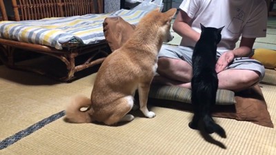 天くんは何度「お手」と言ってもスルー