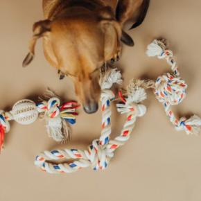 犬が使う『おもちゃのロープ』に潜む危険とは？考えられるリスクや対策までご紹介