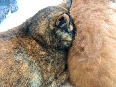 犬吸いしています（笑）