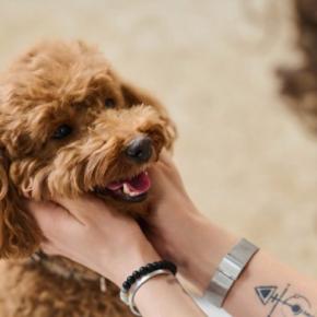 犬が飼い主を喜ばせたくてみせる仕草や行動7選　愛犬からの見逃したくない愛情表現とは？
