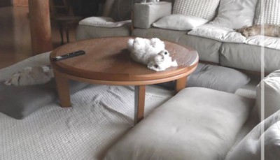 誰よりも堂々と寝るわんこ！
