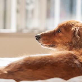 老犬が深夜に徘徊してしまう理由とは？部屋をウロウロと歩き回るのはなぜ？対処法まで