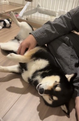 仰向けでくつろぐ犬