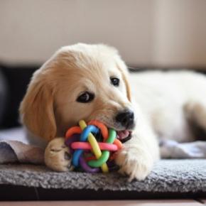 犬が『おもちゃを離してくれない』3つの心理　頑なに渡そうとしない理由や飼い主のNG対応まで