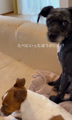 「どうしたらいい?」とママさんをチラ見