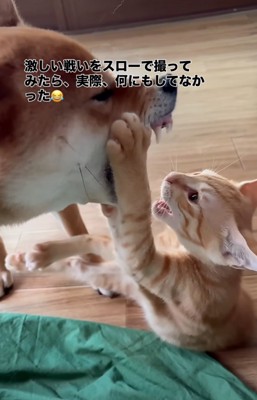 前足を噛もうとする犬