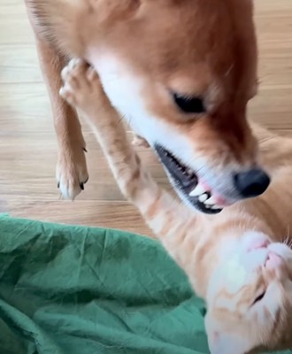 喧嘩する2匹