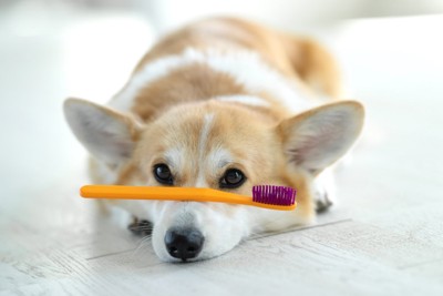 歯ブラシを鼻の頭に乗せる犬