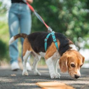 犬が『ニオイ』を嗅ぐのはなぜ?どんな情報を読み取っているの?知られざる驚きの能力まで