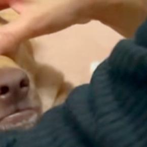 実家に帰省中、犬が『母に愛でられまくった』結果→気持ちよくて溶けてしまい、顔が…思わず笑う『表情』に反響「可愛さが爆発」「人間みたいw」