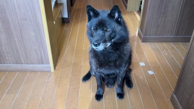 切なく佇む一休さん