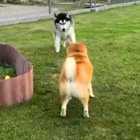 ハスキーが『老犬に突進した』結果→『ぶつかってしまう』と思いきや…シニアとは思えない光景が473万再生「闘牛士で草」「達人の技ww」
