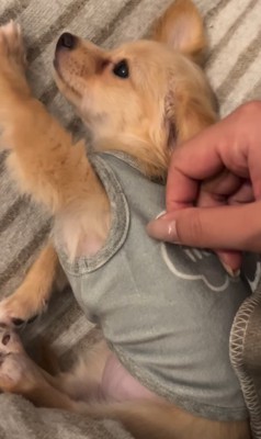 リラックスする子犬