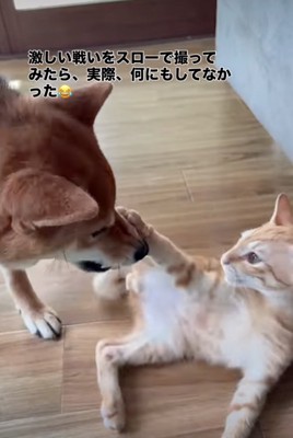 前足を犬の鼻に当てる子猫
